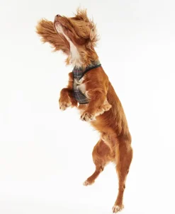 Barbour Dog Harnesses<Tartan Dog Harness