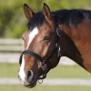 Bitz Horse Wear Accessories|Head Collars<DELUXE PADDED HEADCOLLAR BLACK