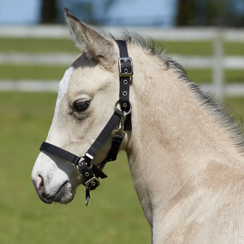 Shires Head Collars<Bitz Fully Adjustable Foal Slip Black