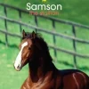 Quiller Publishing Books<Book Tilly's Pony Tails 04 Samson the Stallion