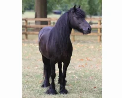 Breyer Toys<Carltonlima Emma - The Queen's Pony