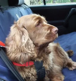 Danish Design Dog Beds & Blankets<Car Seat Cover Navy