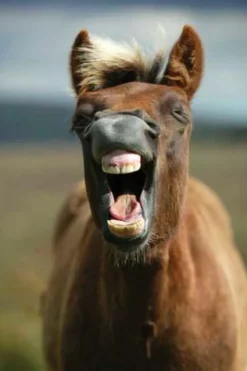 Charles Sainsbury Plaice Stationery<Dartmoor Pony Notecards by Charles Sainsbury-Plaice