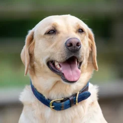 Shires Collars And Leads<Digby & Fox Tweed Dog Collar