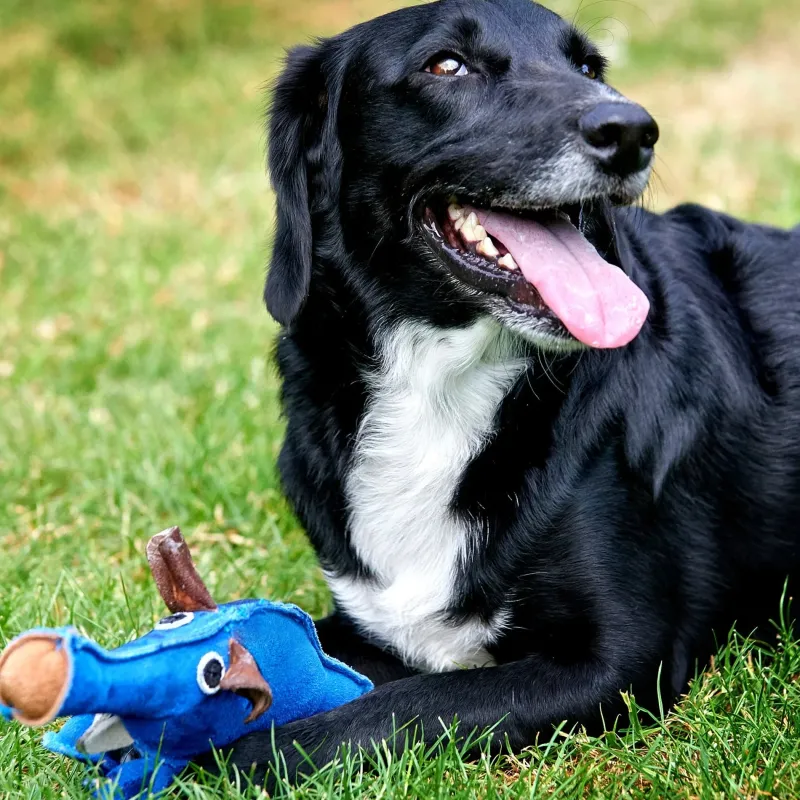 Green u0026 Wild's Dog Toys<Green & Wild's Dino the Dyno Fish