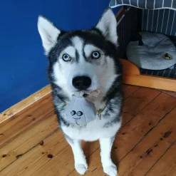 Green u0026 Wild's Dog Toys<Green & Wild's Gary The Garlic Eco Dog Toy