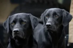 Charles Sainsbury Plaice Stationery<Greeting Card - Working Dogs by Charles Sainsbury-Plaice