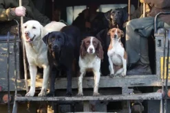 Charles Sainsbury Plaice Stationery<Greeting Card - Working Dogs by Charles Sainsbury-Plaice