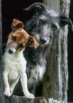 Charles Sainsbury Plaice Stationery<Greeting Card - Working Dogs by Charles Sainsbury-Plaice