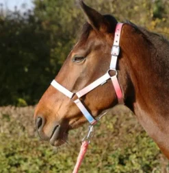 Hy equestrian Horse Wear Accessories|Head Collars<Ombre Head Collar and Lead Rope