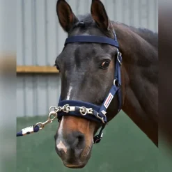 John Whitaker Lunging<Lunge Cavasson