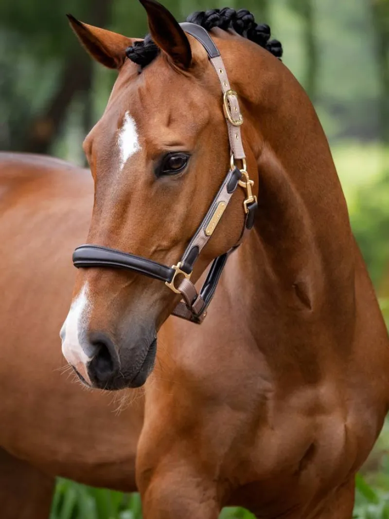 LeMieux Head Collars<Capella Headcollar