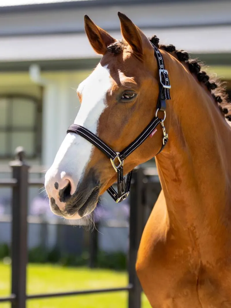 LeMieux Horse Wear Accessories|Head Collars<Essential Yard Headcollar