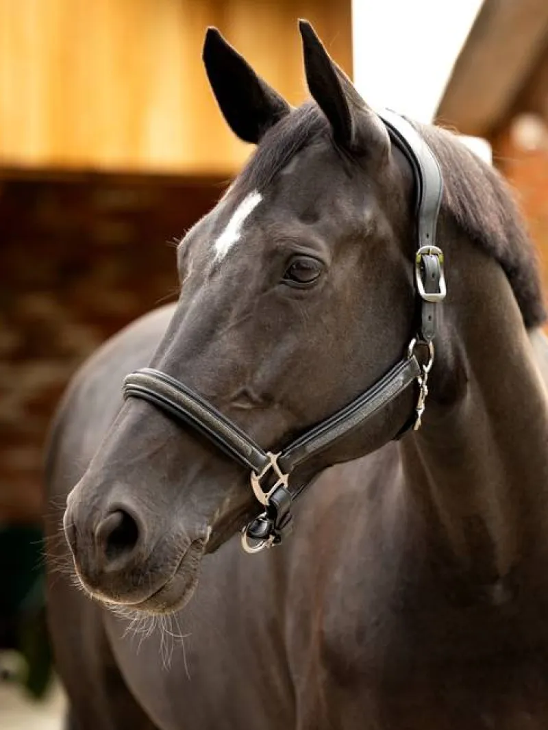 LeMieux Head Collars<Leather Crystal Headcollar
