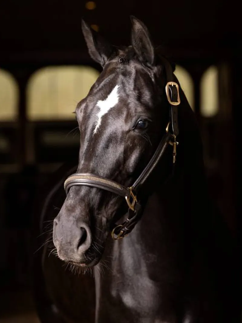 LeMieux Head Collars<Leather Crystal Headcollar