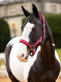 LeMieux Head Collars<Logo Headcollar AW24