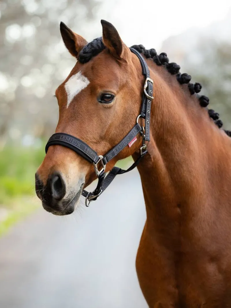 LeMieux Head Collars<Logo Headcollar AW24