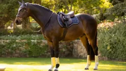 LeMieux Saddlery Accessories|Saddlepads & Numnahs<Loire Classic GP Square SS25