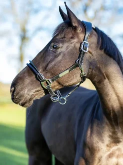 LeMieux Head Collars<Rope Control Headcollar