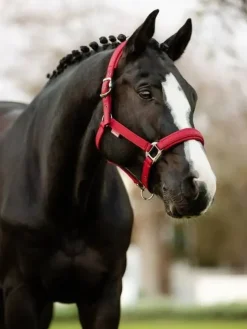LeMieux Stable Accessories|Horse Wear Accessories<Soft Shell Headcollar AW24