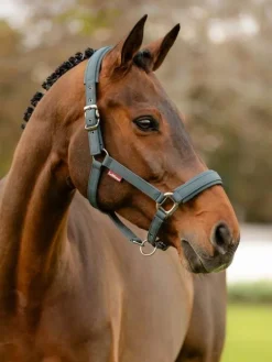 LeMieux Stable Accessories|Horse Wear Accessories<Soft Shell Headcollar AW24