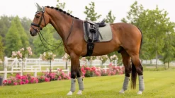 LeMieux Saddlepads & Numnahs|Accessories<Suede Dressage Square SS24