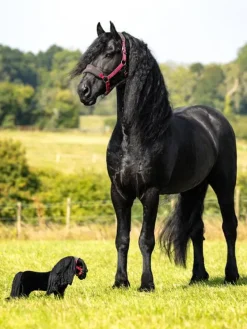 LeMieux Toys<Toy Pony Spike