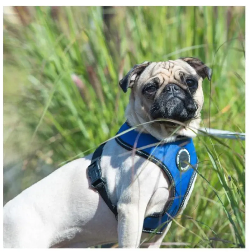 Pet London Dog Harnesses|Dog Coats<Trek Harness A