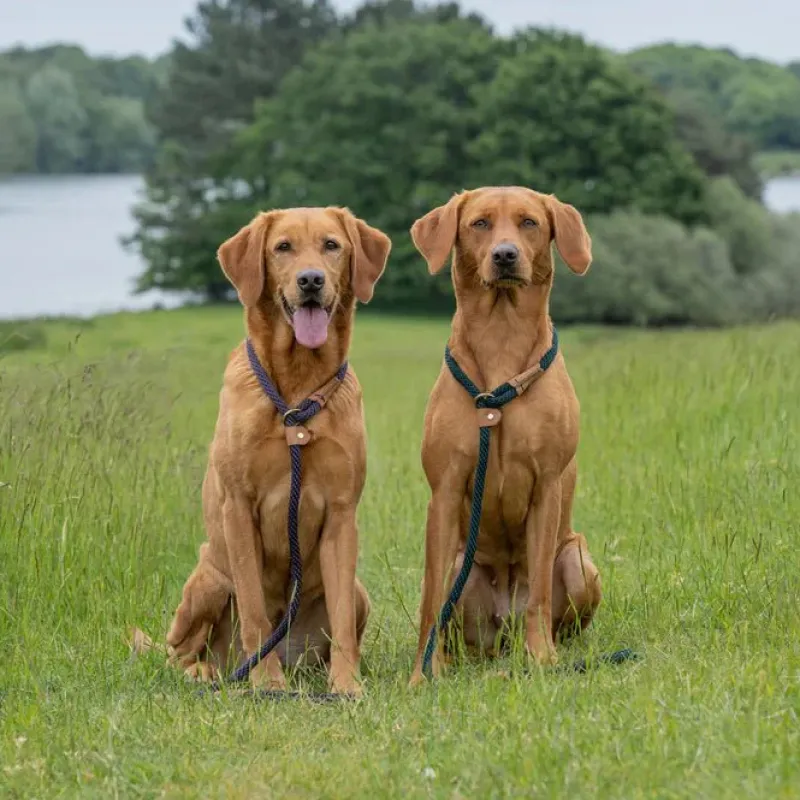 Ruff and Tumble Collars And Leads<Ruff & Tumble Slip Lead